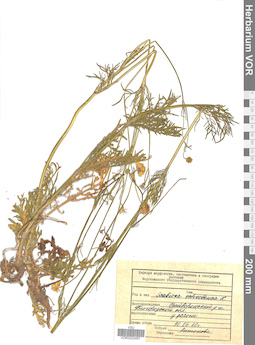 VOR 0022497