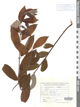 VOR 0024830