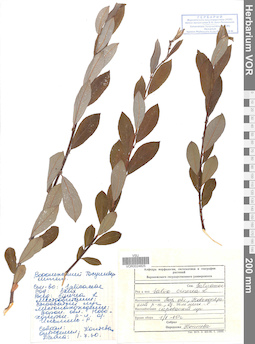 VOR 0024825