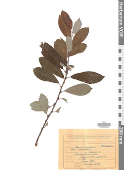 VOR 0024824