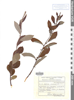 VOR 0024800