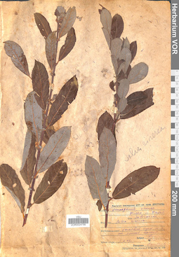 VOR 0024799