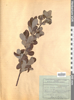 VOR 0024795
