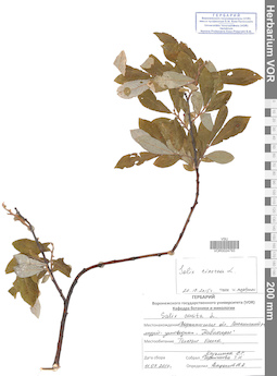 VOR 0024793