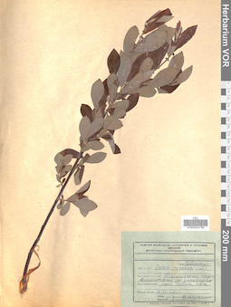 VOR 0024790