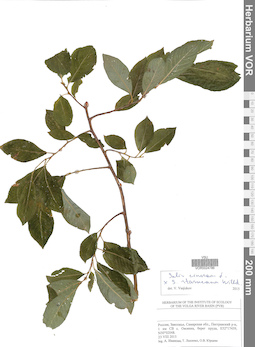 VOR 0024786
