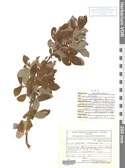 VOR 0024784