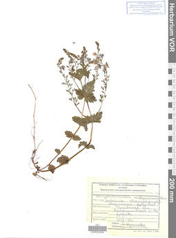 VOR 0020494