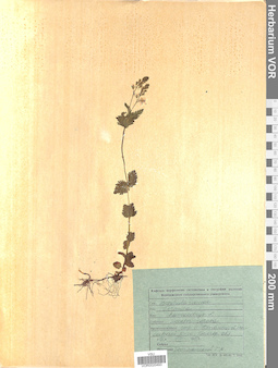 VOR 0020493