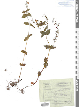 VOR 0020488