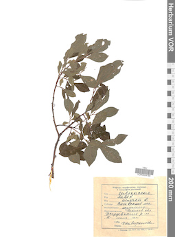 VOR 0024780