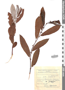 VOR 0024779