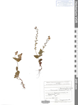 VOR 0020487