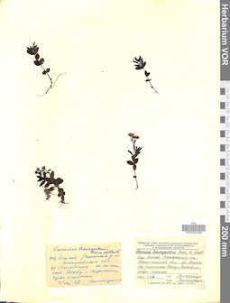 VOR 0020482