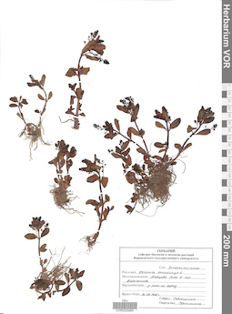 VOR 0020484