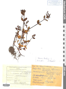 VOR 0020480