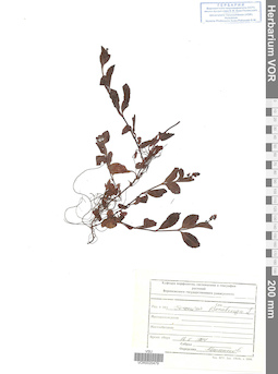 VOR 0020479