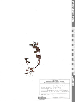 VOR 0020476