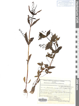 VOR 0015712