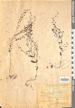 VOR 0015703