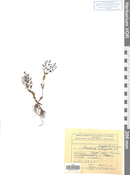 VOR 0015702