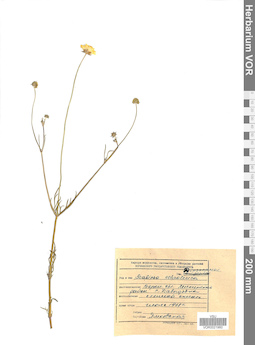 VOR 0021960