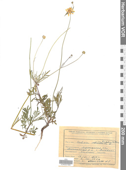 VOR 0021959