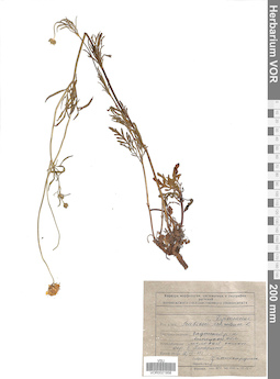 VOR 0021958