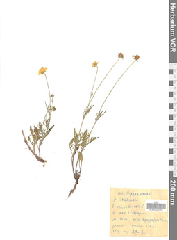 VOR 0021957