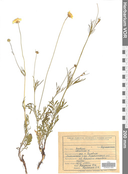 VOR 0021955