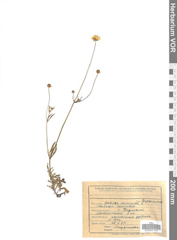 VOR 0021953