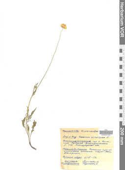 VOR 0021951