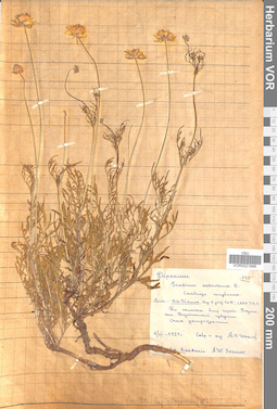 VOR 0021946