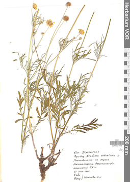 VOR 0021936