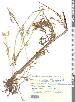 VOR 0021934