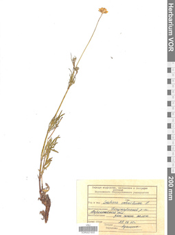 VOR 0021933