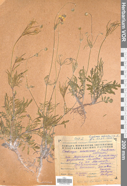 VOR 0021932