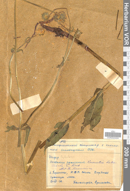 VOR 0022424