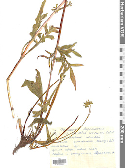 VOR 0022407