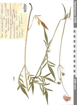 VOR 0021905