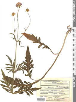VOR 0021904