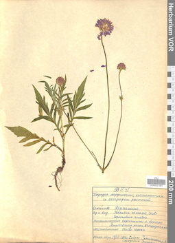 VOR 0021901