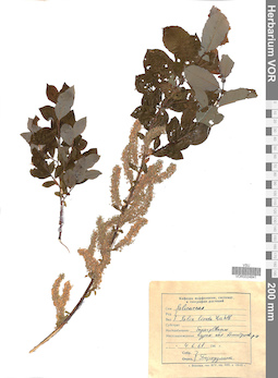 VOR 0024841