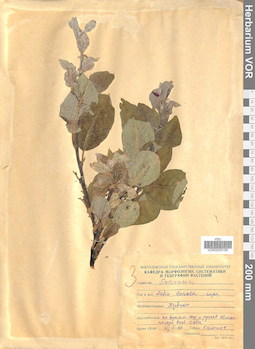 VOR 0025156