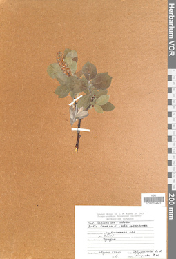 VOR 0024842