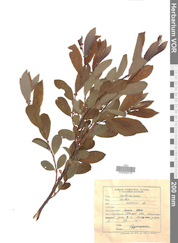 VOR 0024775