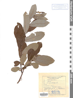VOR 0024774