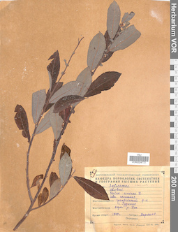 VOR 0024773