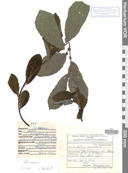 VOR 0024770