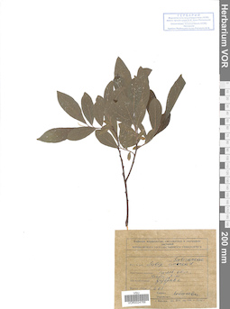 VOR 0024769